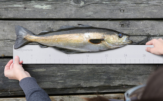EVA espuma para medir la longitud de los peces en los accesorios de la embarcación herramienta de pesca marina